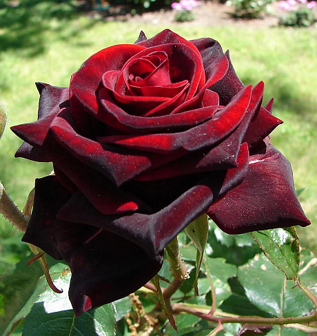 Роза чайно-гибридная Черная Магия фото Роза чайно-гибридная Черная Магия 