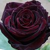 Роза чайно-гибридная Черная Магия фото 4 