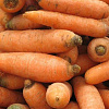 Морковь Витаминная 6 фото 3 