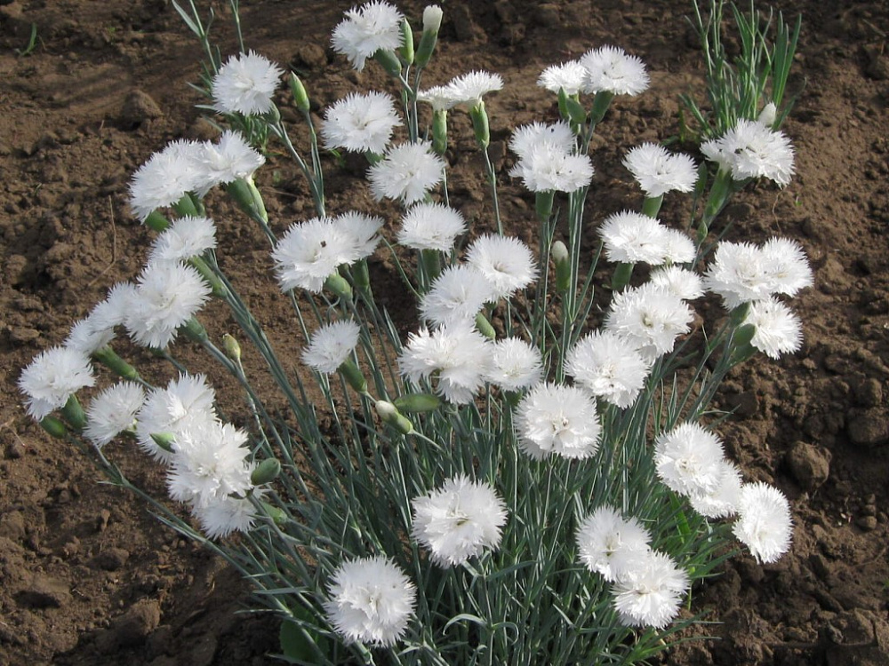 Гвоздика Dianthus Doris