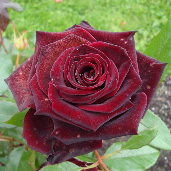 Роза чайно-гибридная Черная Магия фото 1 