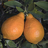 Цитрус Оранжекват фото 3 