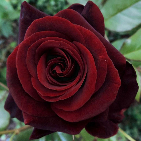 Роза чайно-гибридная Черная Магия фото 2 