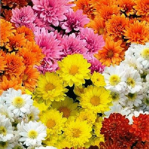 Хризантема крупноцветковая Смесь окрасок фото 3 
