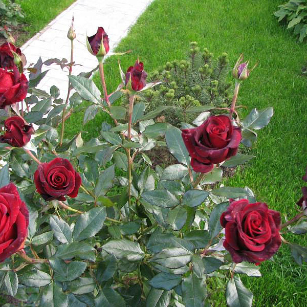 Роза чайно-гибридная Черная Магия фото 3 