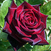 Роза чайно-гибридная Черная Магия фото 5 